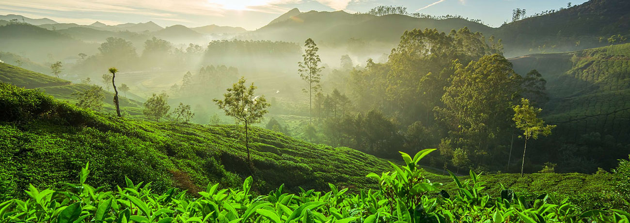 Green Cove Resort Munnar