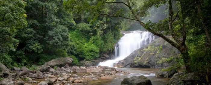 Green Cove Resort Munnar