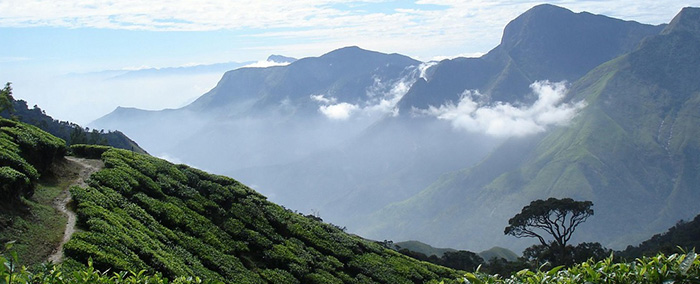 Green Cove Resort Munnar